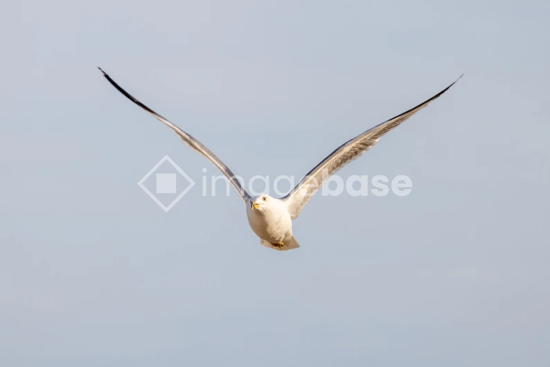 Seagull in Flight