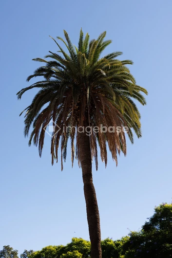 Majestic Palm Tree Against Blue Sky