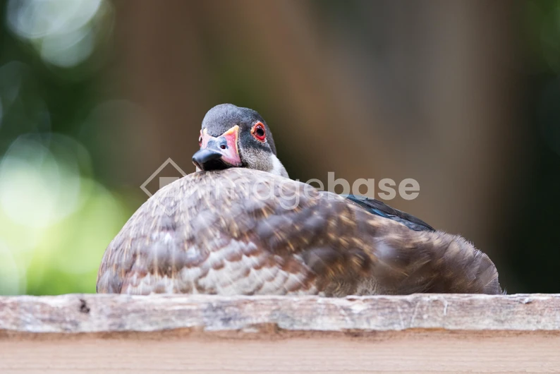 Resting Duck