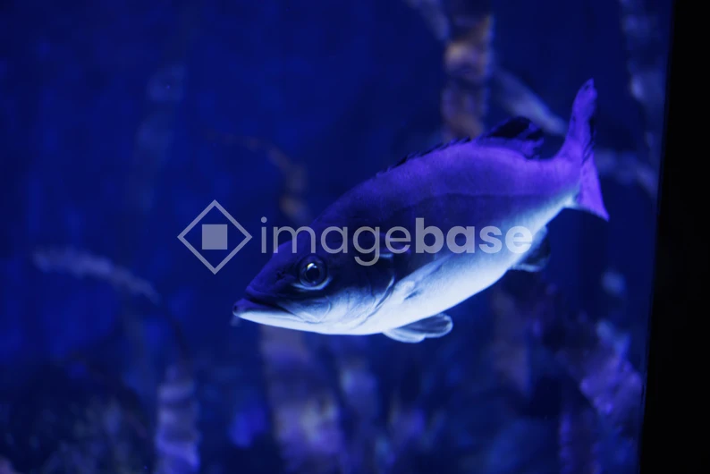 Underwater Fish in Aquarium