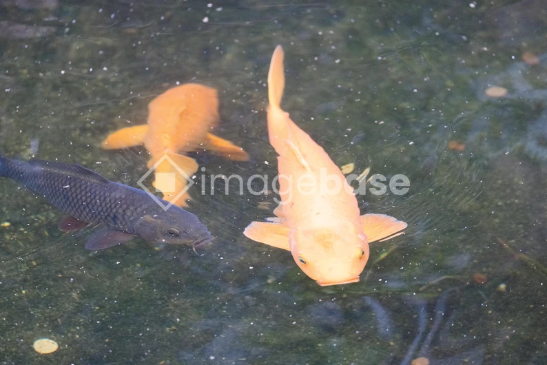 Colorful Koi Fish in Pond