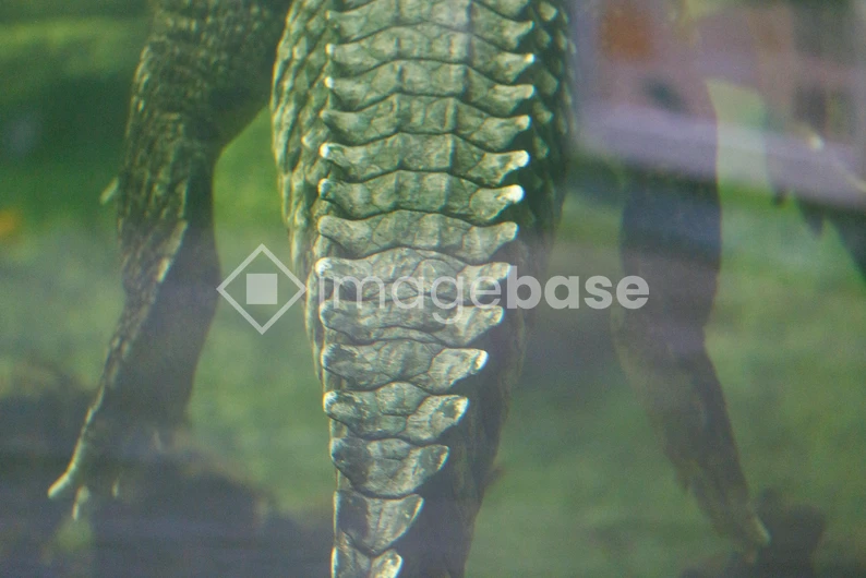 Crocodile Underwater View