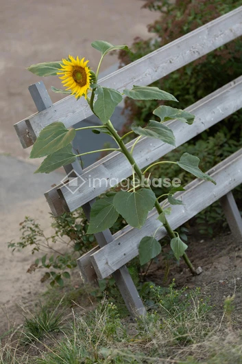 Sunflower Through Fence
