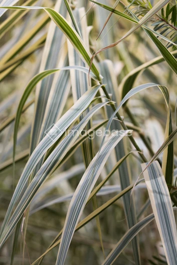 Close-up of Reed Leaves