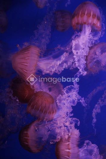 Mesmerizing Jellyfish