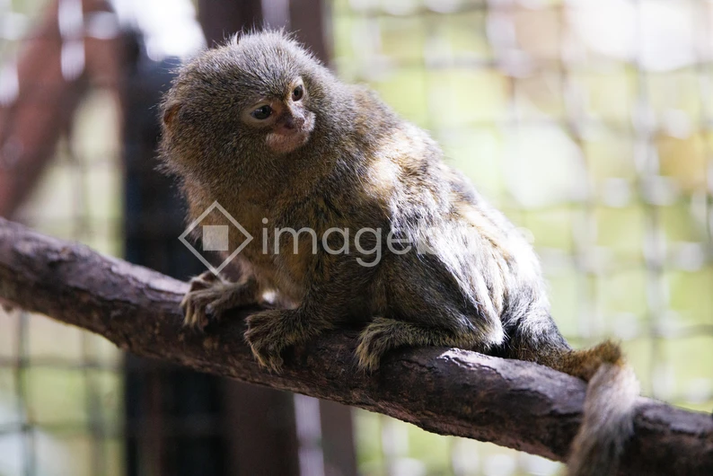 Pygmy Marmoset on a Branch