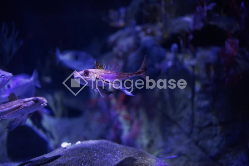 Aquatic Serenity