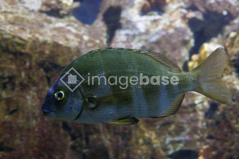 Underwater Fish in Aquarium