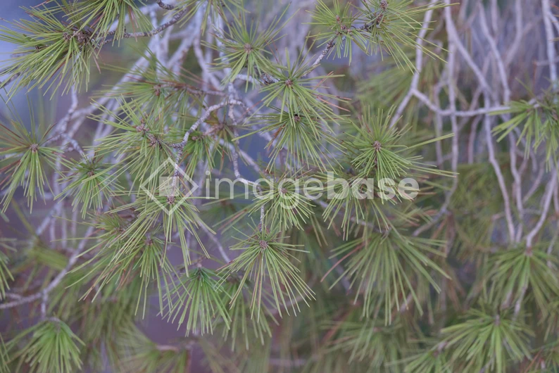 Close-up of Pine Needles