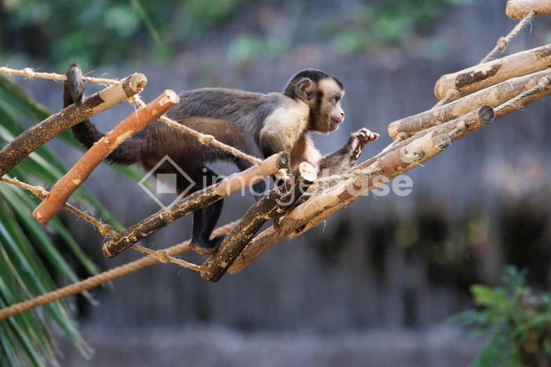 Monkey on a Rope Bridge