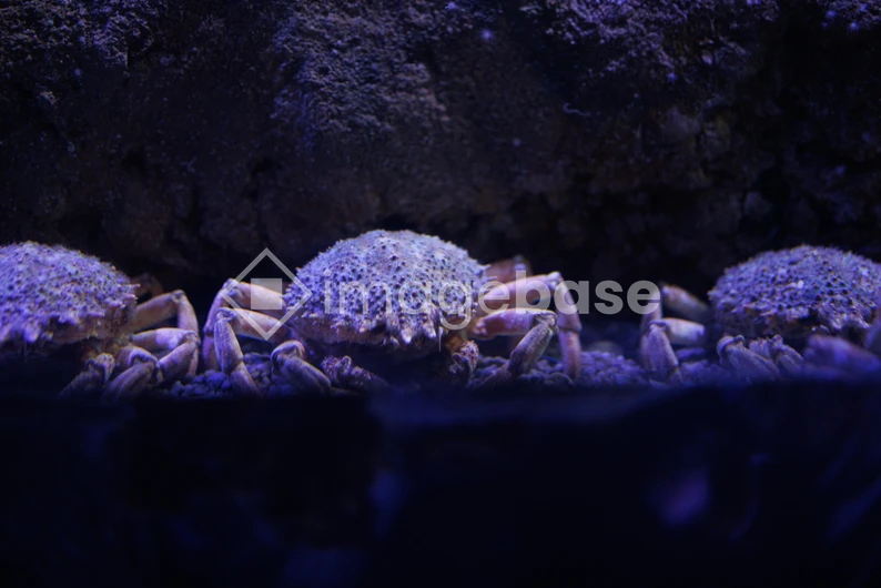 Crabs in an Aquarium