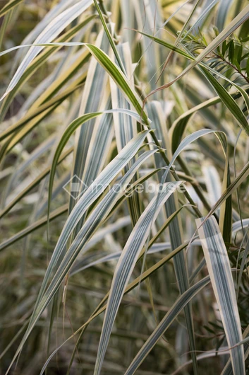 Close-Up of Leafy Grass Blades
