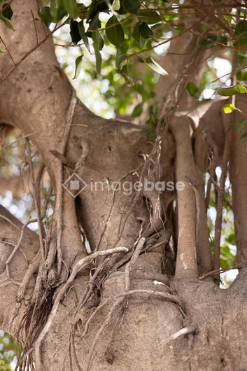 Twisted Tree Trunk