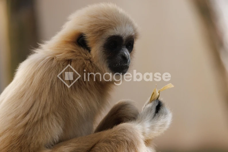 Contemplative Primate