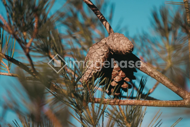 Pine Cones on a Branch