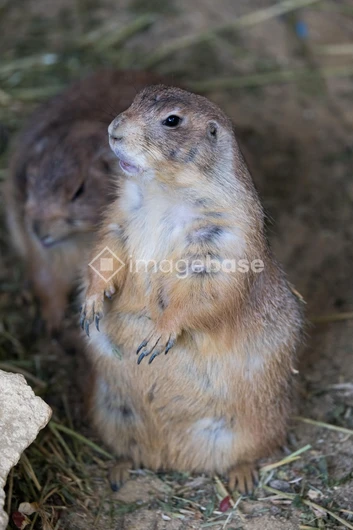 Prairie Dog Interaction
