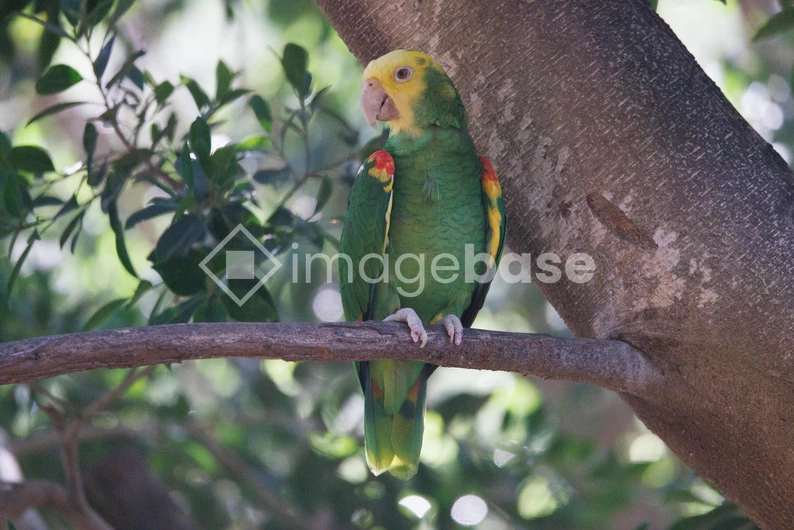 Parrot Perched on Tree