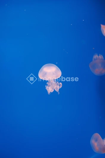 Jellyfish in Blue Waters