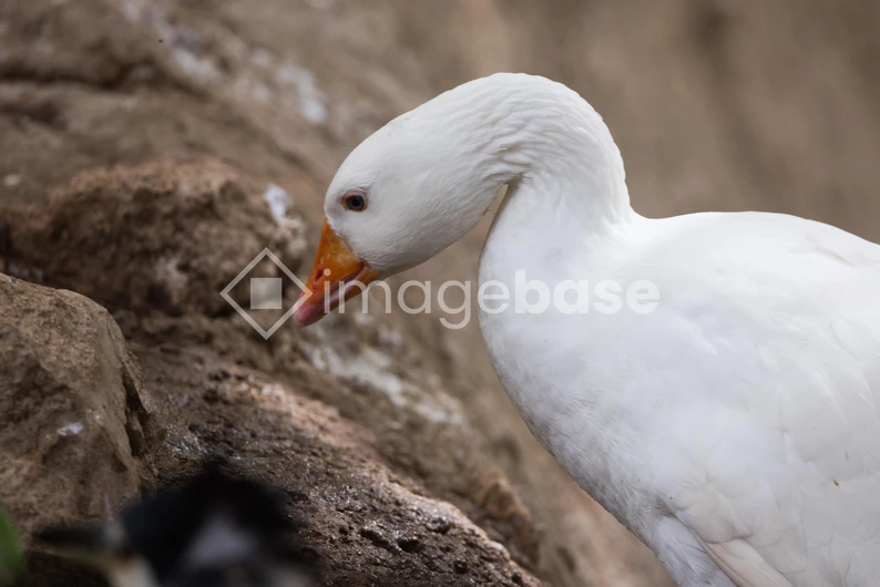 White Goose by the Rocks