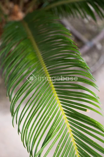 Close-Up Palm Leaf