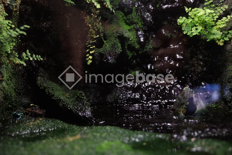 Serene Mossy Cove