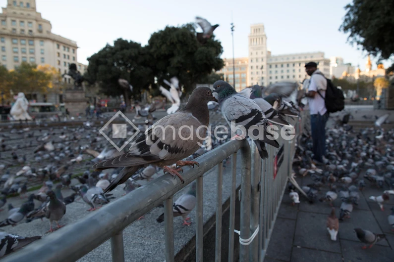 Pigeons in the City Square