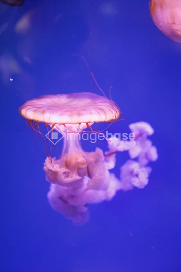 Graceful Jellyfish
