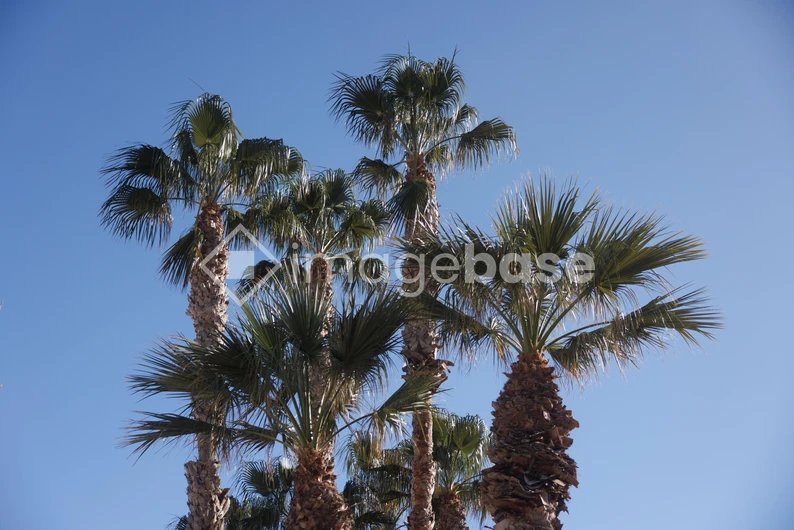 Palm Trees Against Blue Sky