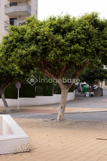 Urban Streetscape with Trees