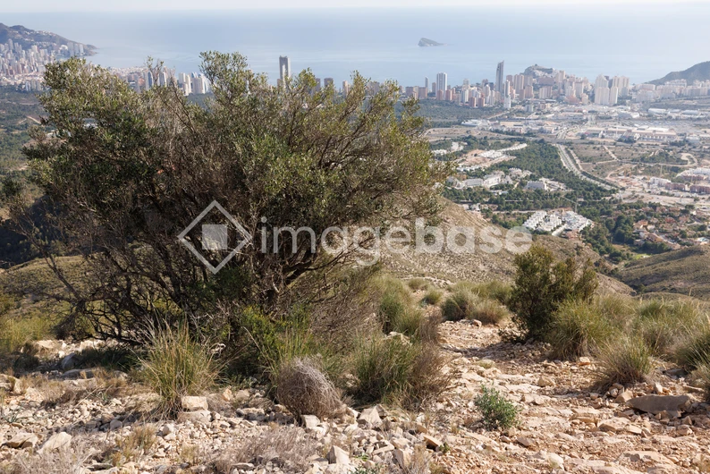 Hillside View of Coastal City