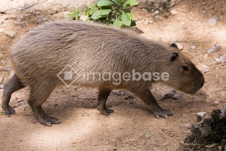 Capybara in Natural Habitat