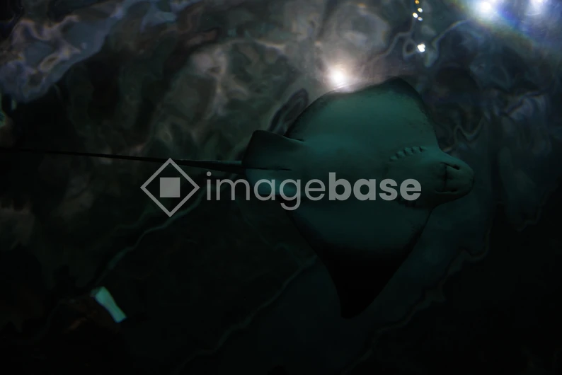Underwater Serenity