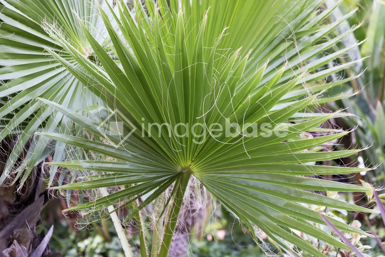 Close-up of a Palm Leaf