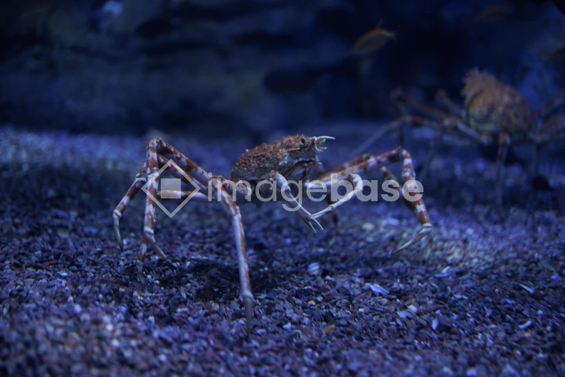 Crabs in Blue Ocean Habitat