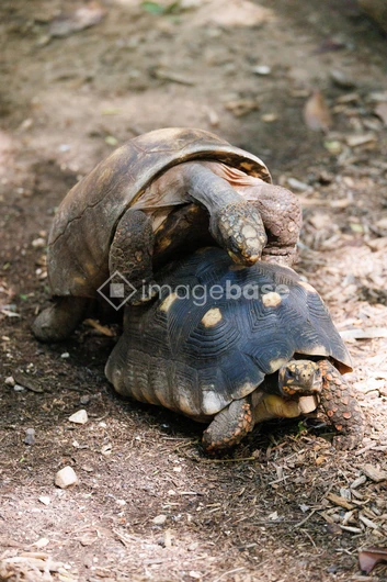 Tortoises in Natural Habitat