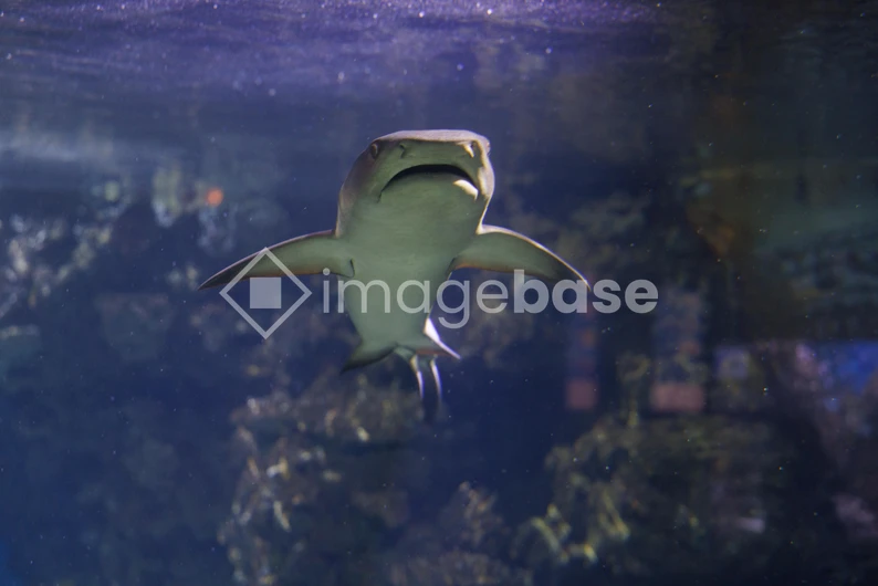 Aquatic Predator in an Aquarium