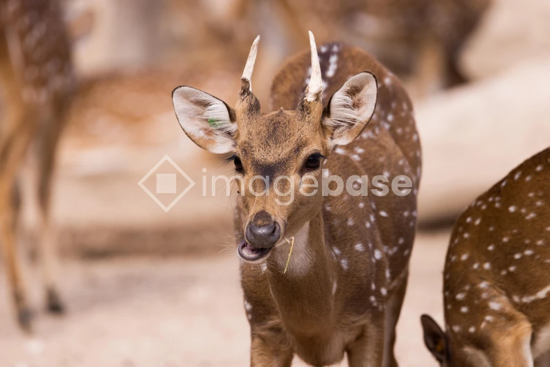 Spotted Deer in Natural Habitat
