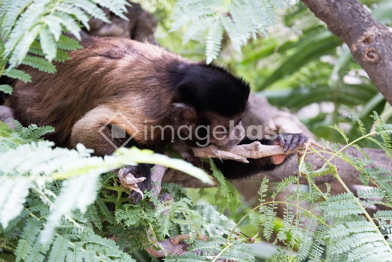 Monkey in the Wild