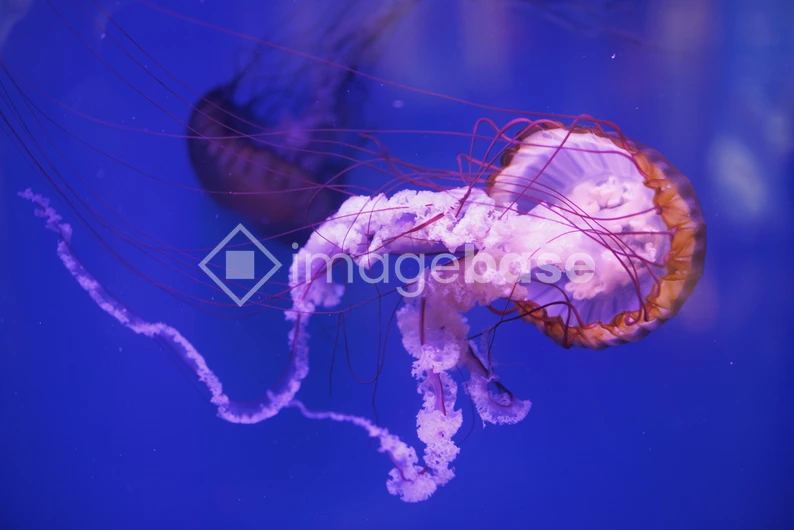 Vibrant Jellyfish in Aquarium