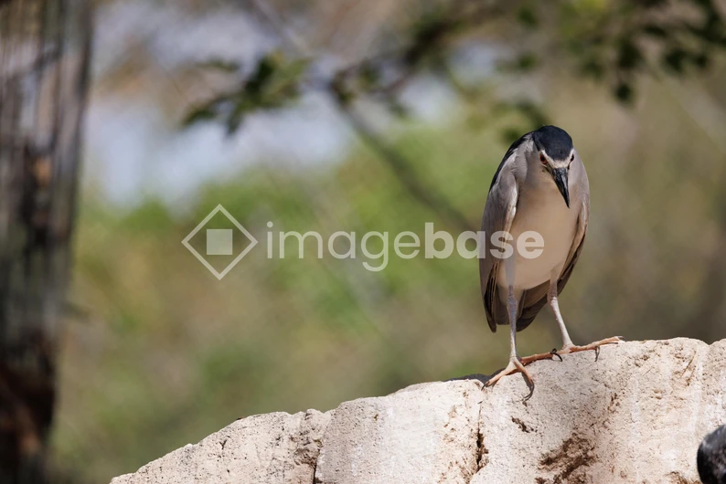 Solitary Bird on Rock