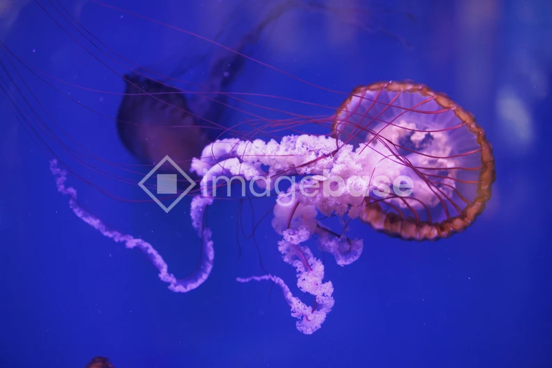 Elegant Jellyfish Under Water