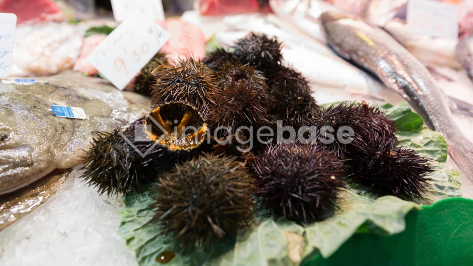 Fresh Sea Urchins at Market
