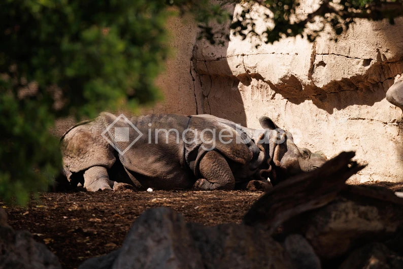Resting Rhinoceros