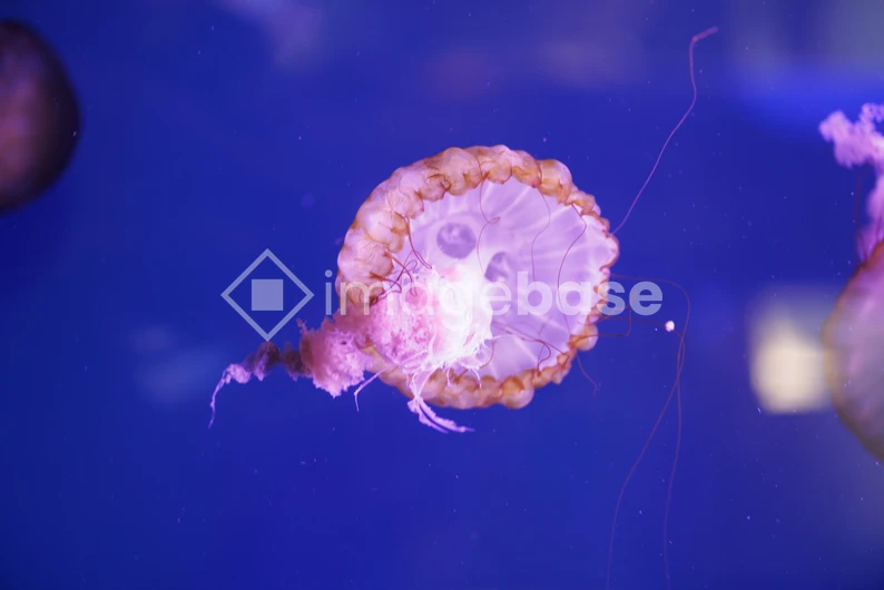 Graceful Jellyfish