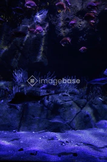 Underwater Scene