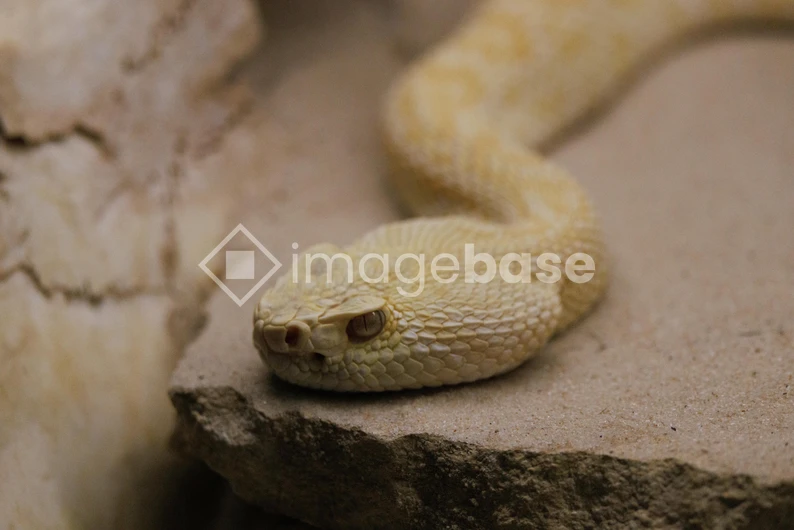 Desert Snake on Rocky Surface