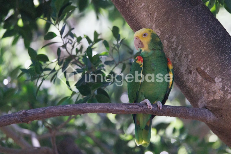 Colorful Parrot on a Branch