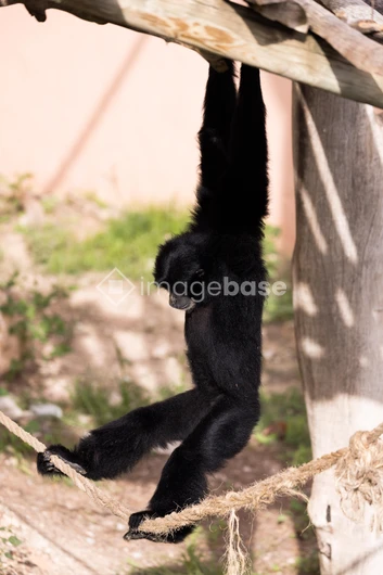 Swinging Primate
