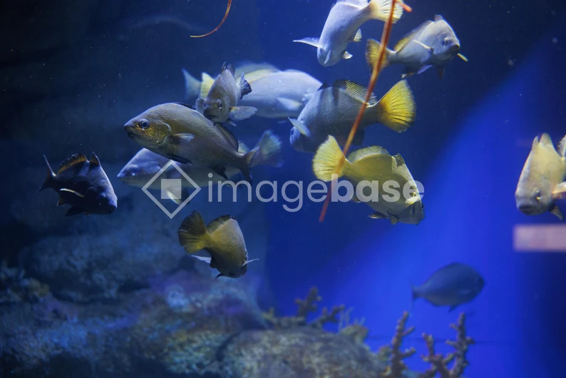 Aquarium Fish