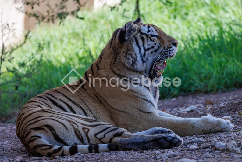 Resting Tiger in Nature